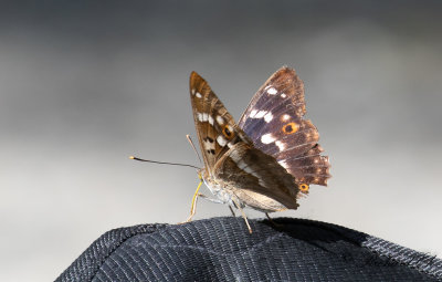 Aspskimmerfjril - Lesser Purple Emperor (Apatura ilia)