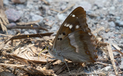 Aspskimmerfjril - Lesser Purple Emperor (Apatura ilia)