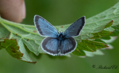 Turkos blvinge - Silvery Argus (Aricia nicias)