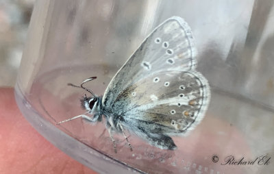 Turkos blvinge - Silvery Argus (Aricia nicias)