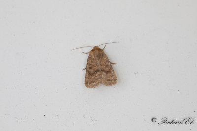 Gulbrunt lvfly - The Uncertain (Hoplodrina octogenaria)