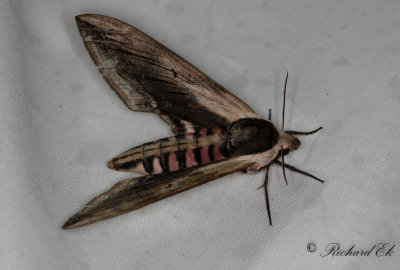 Ligustersvrmare - Privet Hawk-moth (Sphinx ligustri)