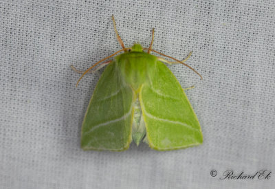 Mindre btspinnare - Green Silver-lines (Pseudoips prasinanus)