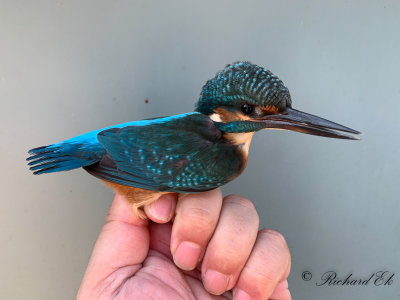 Kungsfiskare - Common Kingfisher (Alcedo atthis)