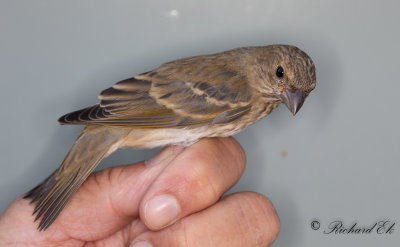 Rosenfink - Common Rosefinch (Carpodacus erythrinus)