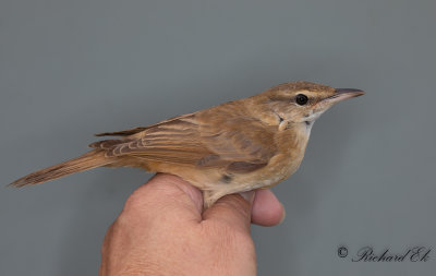 Trastsångare - Great Reed Warbler (Acrocephalus arundinaceus)