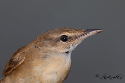 Trastsångare - Great Reed Warbler (Acrocephalus arundinaceus)