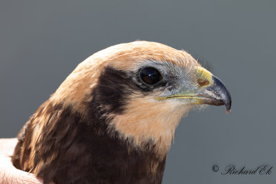 Brun kärrhök - Western Marsh Harrier (Circus aeruginosus)