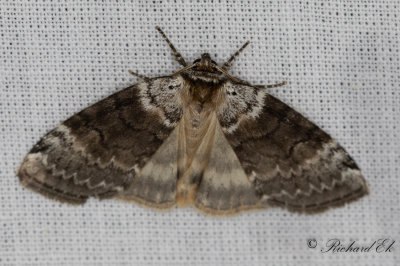 Svartgr blekmaskspinnare - Satin Lutestring (Tetheella fluctuosa)