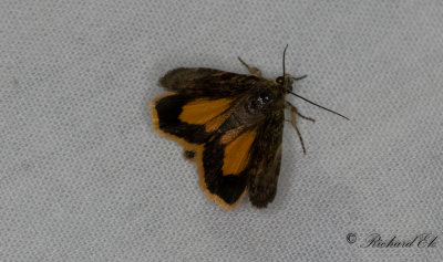 Ryskt bandfly (Cryptocala chardinyi)