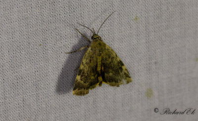 Ryskt bandfly (Cryptocala chardinyi)