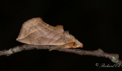 Vampyrfly - Vampire Moth (Calyptra thalictri)
