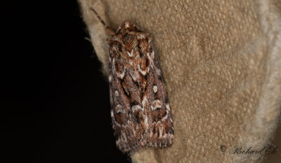 Ljungjordfly - True Lover's Knot (Lycophotia porphyrea)