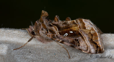 Purpurmetallfly - Beautiful Golden Y (Autographa pulchrina)