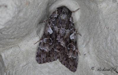 Strre skogsfly - Great Brocade (Eurois occulta)