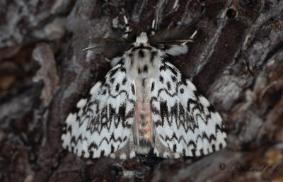 Barrskogsnunna - Black Arches (Lymantria monacha)