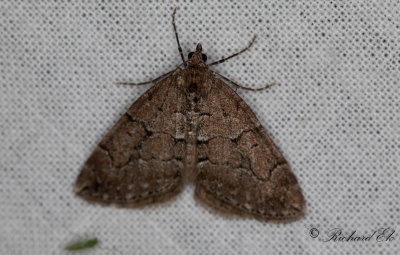 Grbrun fltmtare - Chestnut-coloured Carpet (Thera cognata)