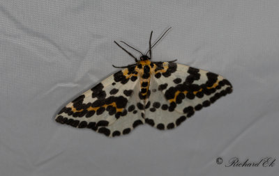 Krusbrsmtare - Magpie moth (Abraxas grossulariata)