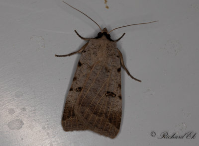 Ljusribbat vickerfly - Scarce Blackneck (Lygephila craccae)