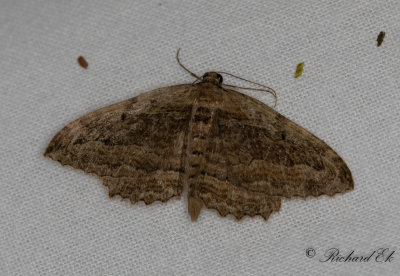 Svartbrun klaffmtare - Dark Umber (Philereme transversata)