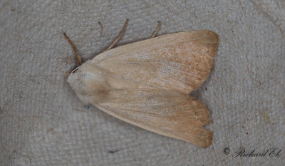 Vasstrfly - Fen Wainscot (Arenostola phragmitidis)