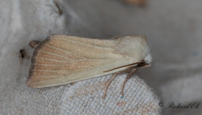 Vasstrfly - Fen Wainscot (Arenostola phragmitidis)