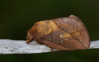 Grselefant - The Drinker (Euthrix potatoria)