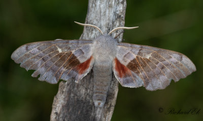 Poppelsvrmare - Poplar Hawk-moth (Laothoe populi) 