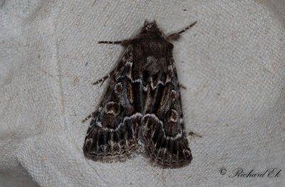 Borstfly - Straw Underwing (Thalpophila matura)