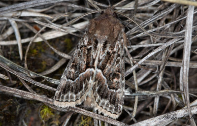 Borstfly - Straw Underwing (Thalpophila matura)