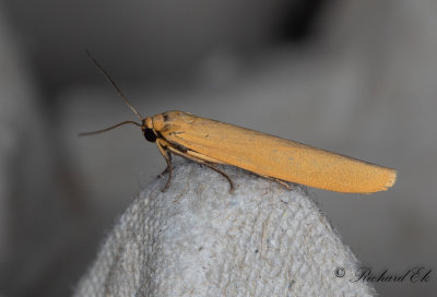 Ockragul lavspinnare - Eilema lutarellum (Eilema lutarellum)