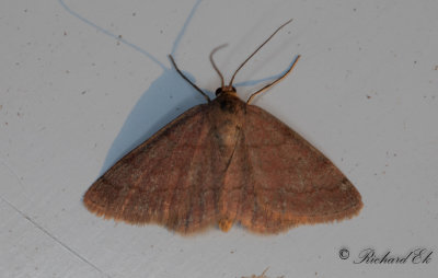 Rdltt lvmtare - Tawny Wave (Scopula rubiginata)