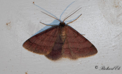 Rdltt lvmtare - Tawny Wave (Scopula rubiginata)