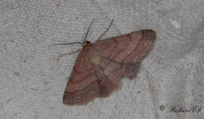 Rdltt lvmtare - Tawny Wave (Scopula rubiginata)