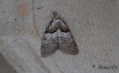 Grpucklig trgspinnare - Short-cloaked Moth (Nola cucullatella)