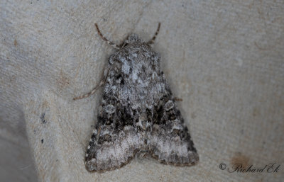 Mindre lundfly - Broad-barred White (Hecatera bicolorata)
