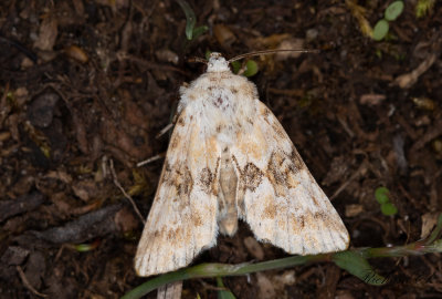 Ockragult ngsfly - Dusky Sallow (Eremobia ochroleuca)