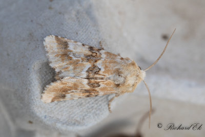 Ockragult ngsfly - Dusky Sallow (Eremobia ochroleuca)