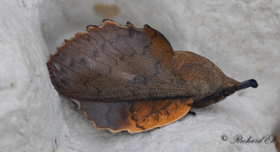 Rostfrgad bladspinnare - The Lappet (Gastropacha quercifolia)