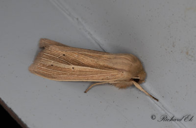 Grhalsat grsfly - Southern Wainscot (Mythimna straminea)
