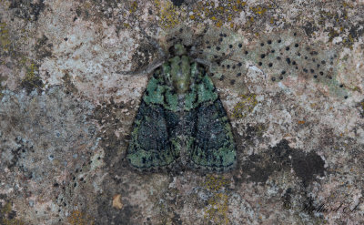 Grnt lavfly - Tree-lichen Beauty (Cryphia algae)