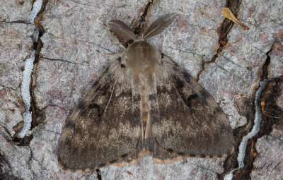 Lvskogsnunna - Gypsy Moth (Lymantria dispar)
