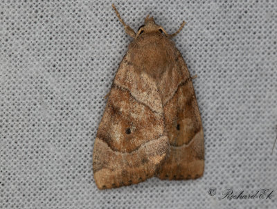 Ockragult rovfly - The Dun-bar (Cosmia trapezina)