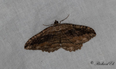 Svartbrun klaffmtare - Dark Umber (Philereme transversata)