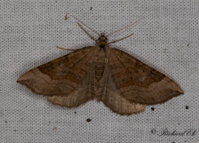 Vickerbackmtare - Shaded Broad-bar (Scotopteryx chenopodiata)