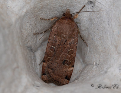 Kantflckat bandfly - Lunar Yellow Underwing (Noctua orbona)