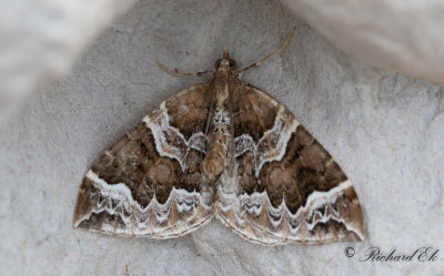 Vitbrokig parkmtare - The Phoenix (Eulithis prunata)