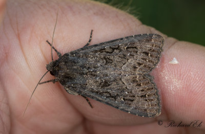 Jordgrtt ngsfly - Crescent Striped (Apamea oblonga)