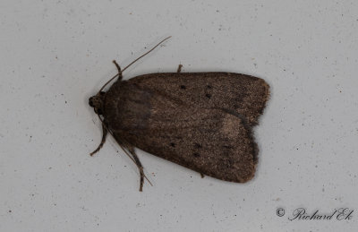 Treprickigt buskfly - Mouse Moth (Amphipyra tragopoginis)