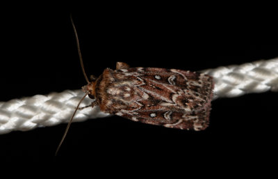 Ljungjordfly - True Lover's Knot (Lycophotia porphyrea)